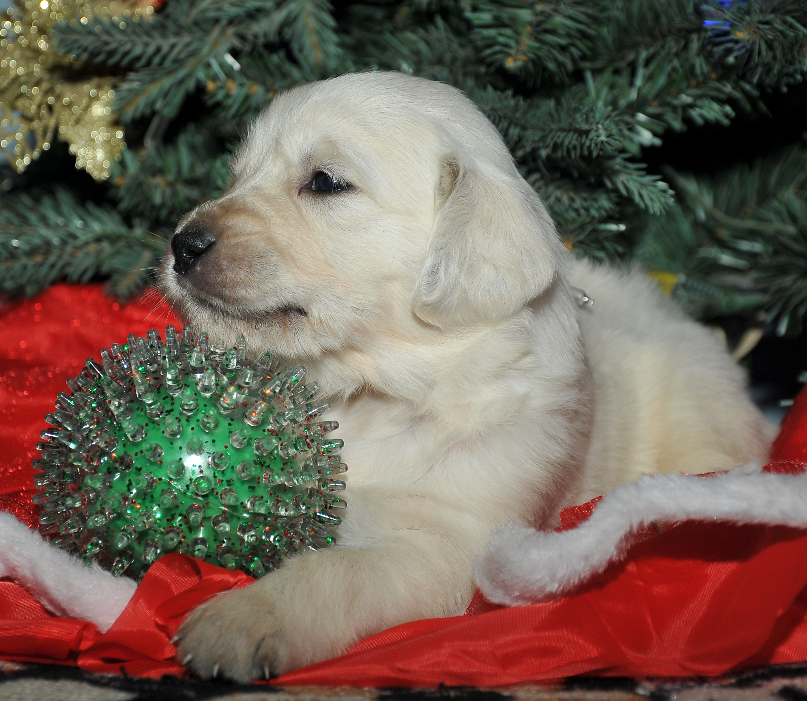 Second photo of Stella, a cute Golden Retriever puppy.